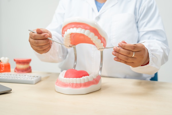 A female dentist showing model of teeth and gums