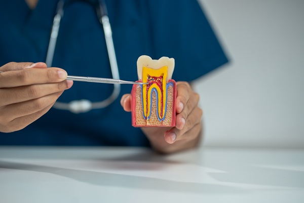 dentist showing dental nerves in a tooth model